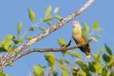 Rose-crowned Fruit Dove - Swainsons Jufferduif - Ptilope  diadme