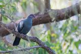 Metallic Pigeon - Witkeelduif - Pigeon  gorge blanche