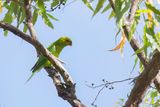 Olive-headed Lorikeet - Geelkoplori - Loriquet eutle