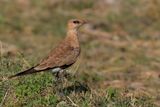 Australian Pratincole - Steltvorkstaartplevier - Glarole isabelle