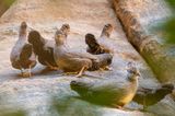 Stone Partridge - Rotspatrijs - Poulette de roches
