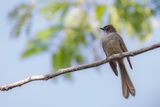 Brown-capped Fantail - Floreswaaierstaart - Rhipidure  calotte brune