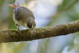 Thick-billed Heleia - Floresbrilvogel - Zostrops  bec fort