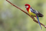 Eastern Rosella - Prachtrosella - Perruche omnicolore