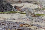 Sharp-tailed Sandpiper - Siberische Strandloper - Bcasseau  queue pointue