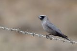 Black-faced Woodswallow - Zwartteugelspitsvogel - Langrayen gris