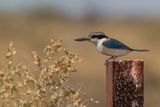 Red-backed Kingfisher - Roodrugijsvogel - Martin-chasseur  dos de feu