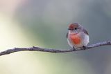 Red-capped Robin - Roodkoplawaaimaker - Cossyphe  calotte rousse (imm)