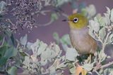 Silvereye - Australische Brilvogel - Zostrops  dos gris