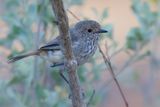 Inland Thornbill - Roodstuitdoornsnavel - Acanthize troglodyte