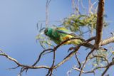 Mulga Parrot - Regenboogparkiet - Perruche multicolore (m)