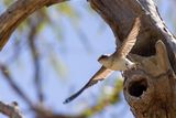 Tree Martin - Australische Boomzwaluw - Hirondelle des arbres