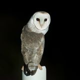 Eastern Barn Owl - Oostelijke Kerkuil - Effraie du Pacifique