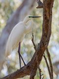 Great Egret - Grote Zilverreiger - Grande Aigrette