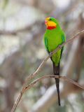 Superb Parrot - Barrabandparkiet - Perruche de Barraband (m)