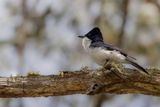 Restless Flycatcher - Grote Witkeelmonarch - Monarque infatigable