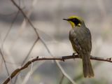 Yellow-tufted Honeyeater - Geelpluim-honingeter - Mliphage cornu