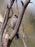 Dusky Woodswallow - Blauwvleugelspitsvogel - Langrayen sordide