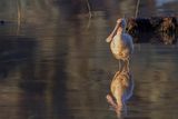 Yellow-billed Spoonbill - Geelsnavellepelaar - Spatule  bec jaune