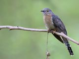 Fan-tailed Cuckoo - Waaierstaartkoekoek - Coucou  ventail
