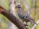 Common Bronzewing - Bronsvleugelduif - Colombine lumachelle