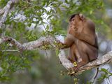 Southern pig-tailed macaque