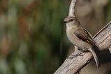 Dusky Robin - Tasmaanse Vliegenvanger - Miro de Tasmanie
