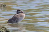 Freckled Duck - Stippeleend - Stictonette tachete