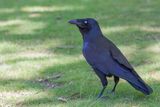 Forest Raven - Tasmaanse Raaf - Corbeau de Tasmanie