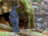 Black Currawong - Zwarte Klauwierkraai - Rveilleur noir