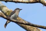 Malabar Woodshrike - Malabarrupsklauwier - Tphrodorne de Malabar