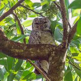 Mottled Wood Owl - Indische Bosuil - Chouette ocelle
