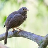 Jungle Babbler - Junglebabbelaar - Cratrope de brousse