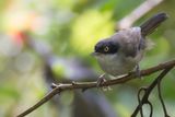 Dark-fronted Babbler - Zwartvoorhoofdbabbelaar - Timalie  tte noire