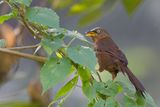 Rufous Babbler - Roodrugbabbelaar - Cratrope rousstre