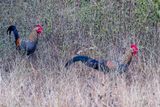 Grey Junglefowl - Sonnerathoen - Coq de Sonnerat