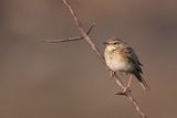 Tawny Pipit - Duinpieper - Pipit rousseline