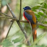 Malabar Trogon - Malabartrogon - Trogon de Malabar (m)