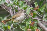 White-browed Bulbul - Witbrauwbuulbuul - Bulbul  sourcils blancs