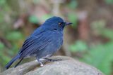 White-bellied Blue Robin - Witbuikkortvleugel - Myiomle  ventre blanc