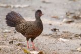 Red Spurfowl - Rode Dwergfazant - Galloperdrix rouge (f)