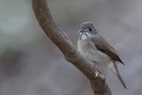 Brown-breasted Flycatcher - Bamboevliegenvanger - Gobemouche muttui