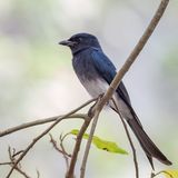 White-bellied Drongo - Witbuikdrongo - Drongo  ventre blanc