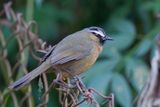 Nilgiri Laughingthrush - Nilgirilijstergaai - Garrulaxe des Nilgiri