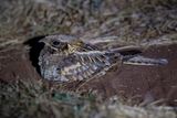 Indian Nightjar - Hindoenachtzwaluw - Engoulevent indien