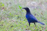 Malabar Whistling Thrush - Malabarfluitlijster - Arrenga de Malabar