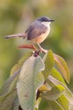 Ashy Prinia - Grijze Prinia - Prinia cendre