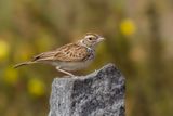 Indian Bushlark - Roodvleugelleeuwerik - Alouette  ailes rousses