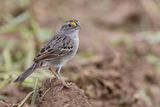 Grassland Sparrow - Graslandgors - Bruant des savanes