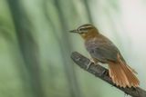 Black-capped Foliage-gleaner - Zwartkapbladspeurder - Anabate  tte noire